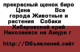 прекрасный щенок биро › Цена ­ 20 000 - Все города Животные и растения » Собаки   . Хабаровский край,Николаевск-на-Амуре г.